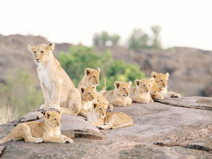 lion cubs