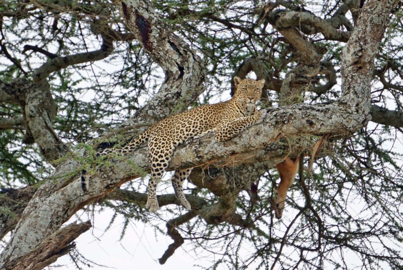 Leopard in a tree with a kill